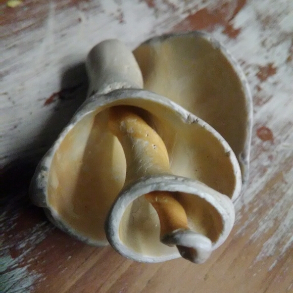 Sea Shell - Picture 5 of 5